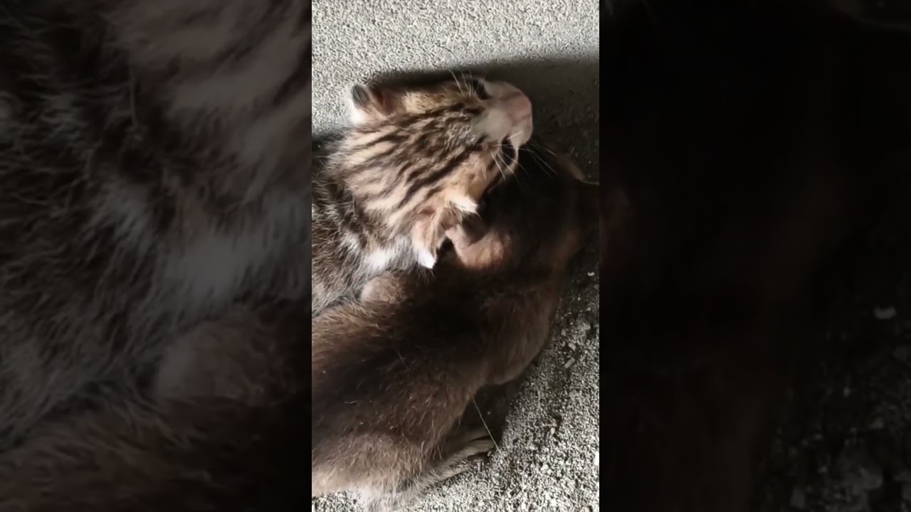 cute little brothers..#catlovers #nature #catshorts #meaw #love #bilu