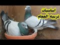 Pigeon Raising Basics A Beginner S Guide 