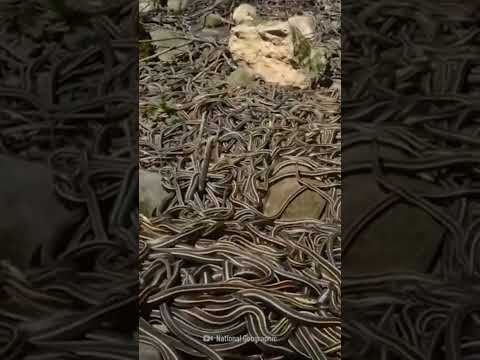 SNAKE ISLAND | BRAZIL #dangerous #snakeisland #shorts #brazil #survive #save #wildlife #nature