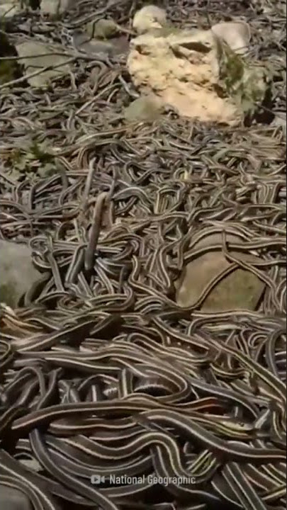 SNAKE ISLAND | BRAZIL #dangerous #snakeisland #shorts #brazil #survive #save #wildlife #nature