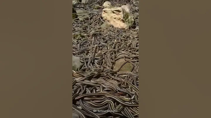 SNAKE ISLAND | BRAZIL #dangerous #snakeisland #shorts #brazil #survive #save #wildlife #nature