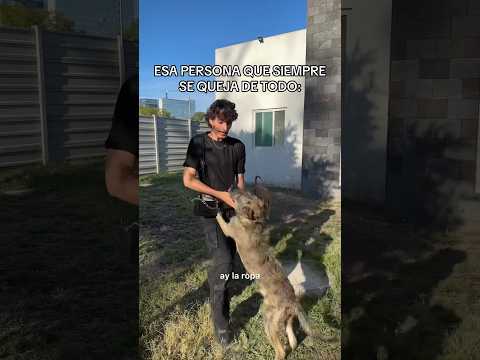 SALI PERRO SALIII