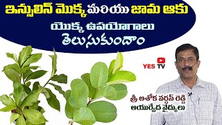 ఇన్సులిన్ మొక్క & జామ ఆకు యొక్కఉపయోగాలుతెలుసుకుందాం||Ashokvardhan Reddy||nelg||Insulin plant||Yes Tv