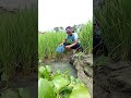 wow 😲 unbelievable fishing technique from riverside #fishing #fishinglife #hook  #shorts #ytshorts