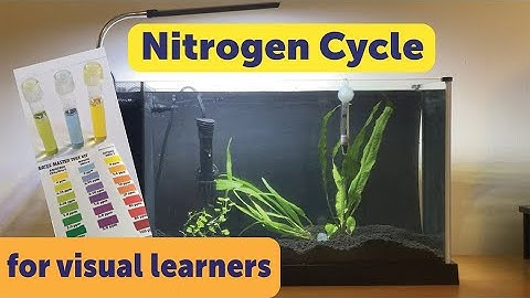 Cycling a New Aquarium (Nitrogen Cycle Demonstration)
