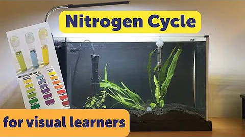 Cycling a New Aquarium (Nitrogen Cycle Demonstration)