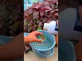 How to fertilize your home grown vegetables more conveniently