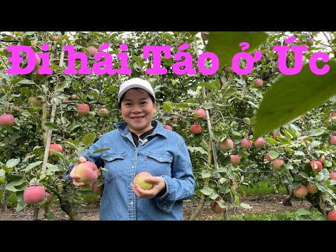Video Cuộc sống Úc : Vì sao ở Úc thiếu người làm Farm - youtube