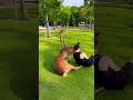 くつろぐ鹿と外国人観光客🦌奈良公園