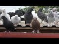 09.09.19.Первый ролик голубей на камеру. The first video of pigeons on camera