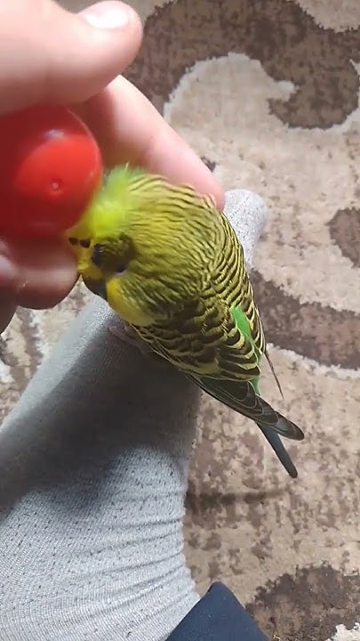 попугай гоша #гоша #birds #попугайволнистый - YouTube