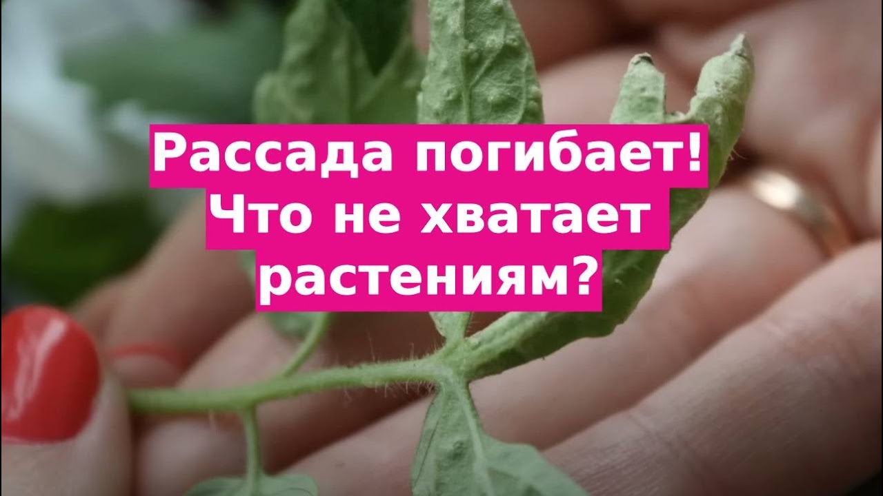 Что не хватает рассаде? Как лечить ее? Оэдема, водянка, отек... - YouTube