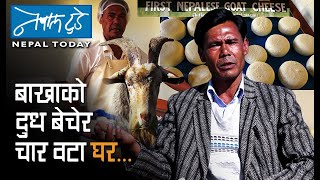 बाख्राको दुध बेचर ४ वटा धर....[ The Nepaltoday ] Goat Cheese product in Nepal.