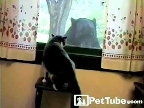 Kitty Meets a BEAR