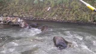 #mancing ikan wader fari #tehnik pelapung#ikan yh gacor