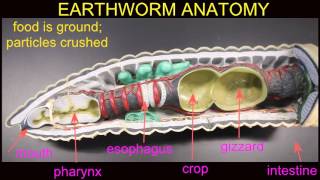 earthworm digestion