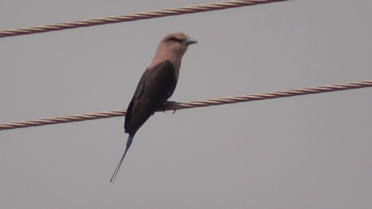 BIRDS IN THE GAMBIA, Kotu Creek.