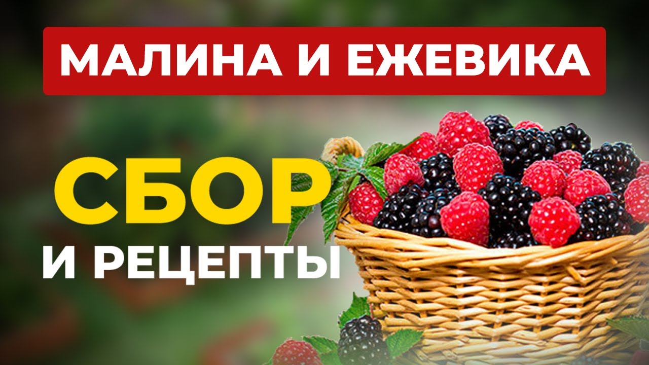 МАЛИНА И ЕЖЕВИКА. Народное Применение ЯГОД! Как Собирать Ежевику? Полезные Рецепты из Малины