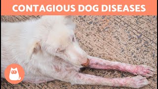 10 DISEASES DOGS CAN TRANSMIT TO HUMANS ⚠ Zoonotic Dog Diseases
