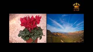 نباتات الزينة | كلاثيا تريو ستار | سيكلاما | الشفليرا | رودندرون