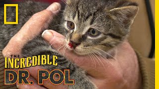 One Lucky Kitten | The Incredible Dr. Pol