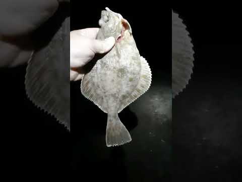 камбала, зеленоградск, август 2023