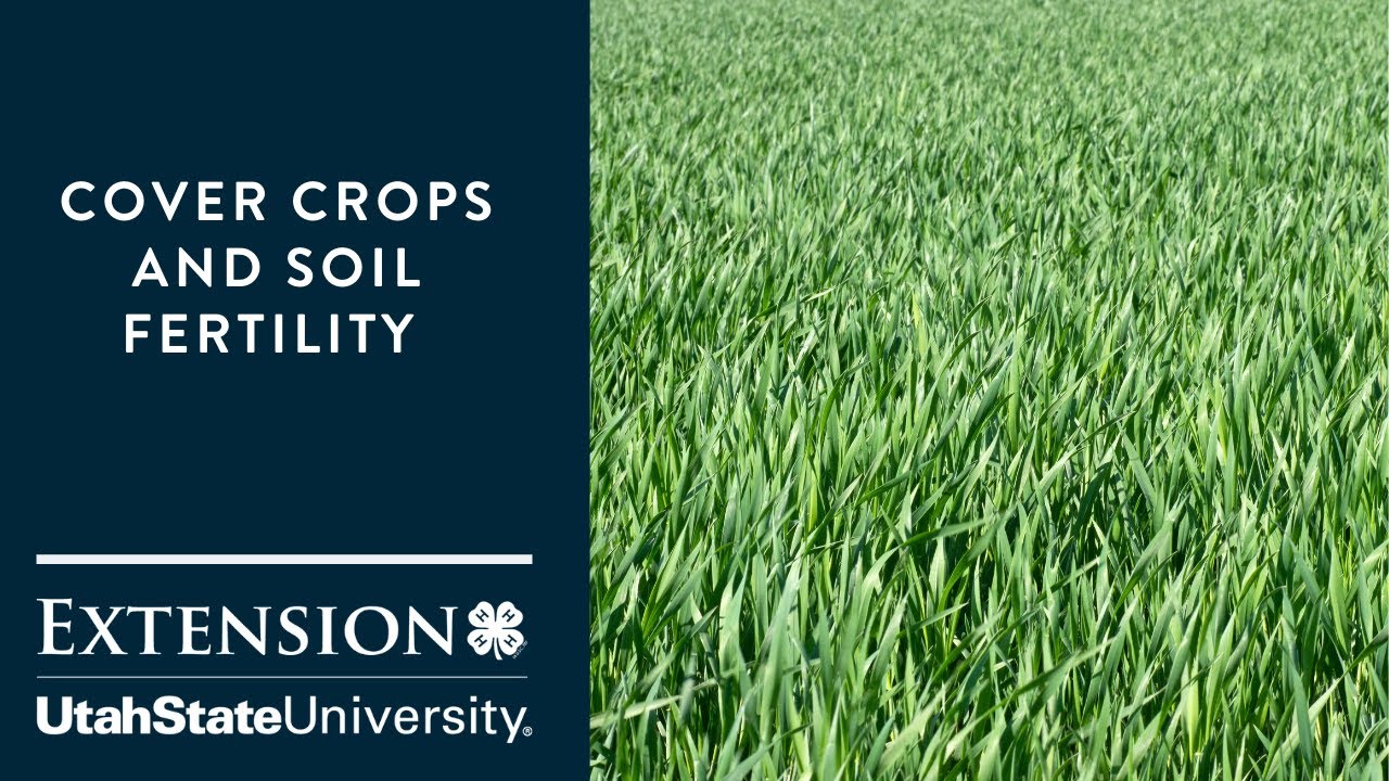 Cover Crops and Soil Fertility YouTube