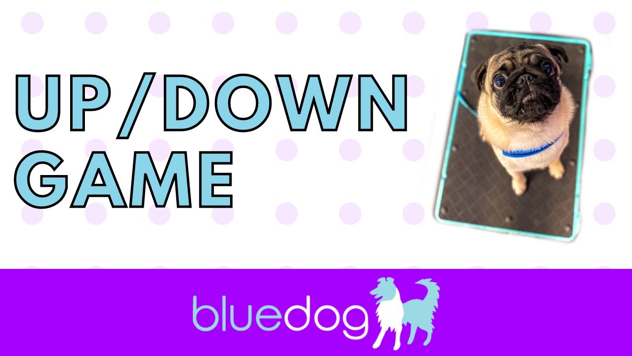 Fenzi Dog Sports Academy - BH230: Control Unleashed - A Deep Dive