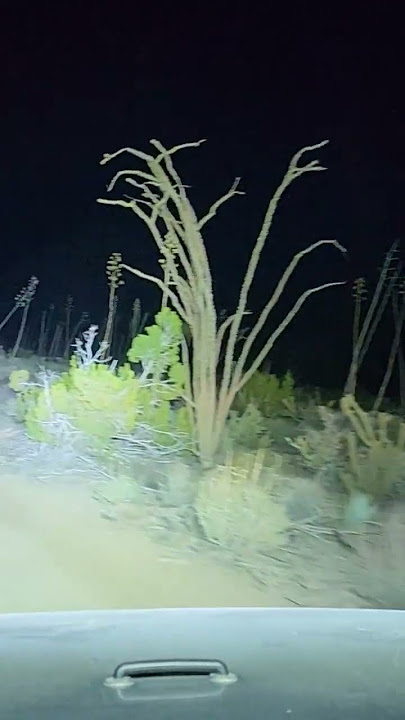 Driving through the desert at night #jeep #4x4