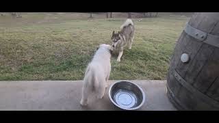 Great Pyrenees vs Syberian Husky Match #1 10.27.22