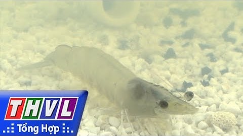 THVL | Sóc Trăng  Khởi công khu sản xuất tôm giống chất lượng cao