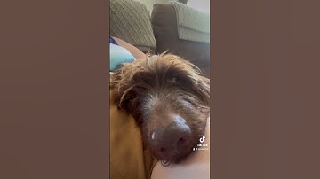 This German Wirehaired Pointer is so loved, and gets whatever she wants! All she wants is closeness!