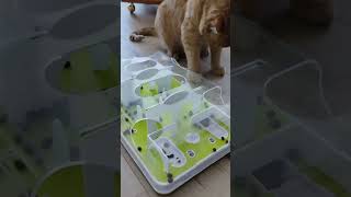 Kitty puzzle food toy, cats need treat motivation 😂 by Ultimate Cat Friends (UCF) 124 views 2 weeks ago 2 minutes, 45 seconds