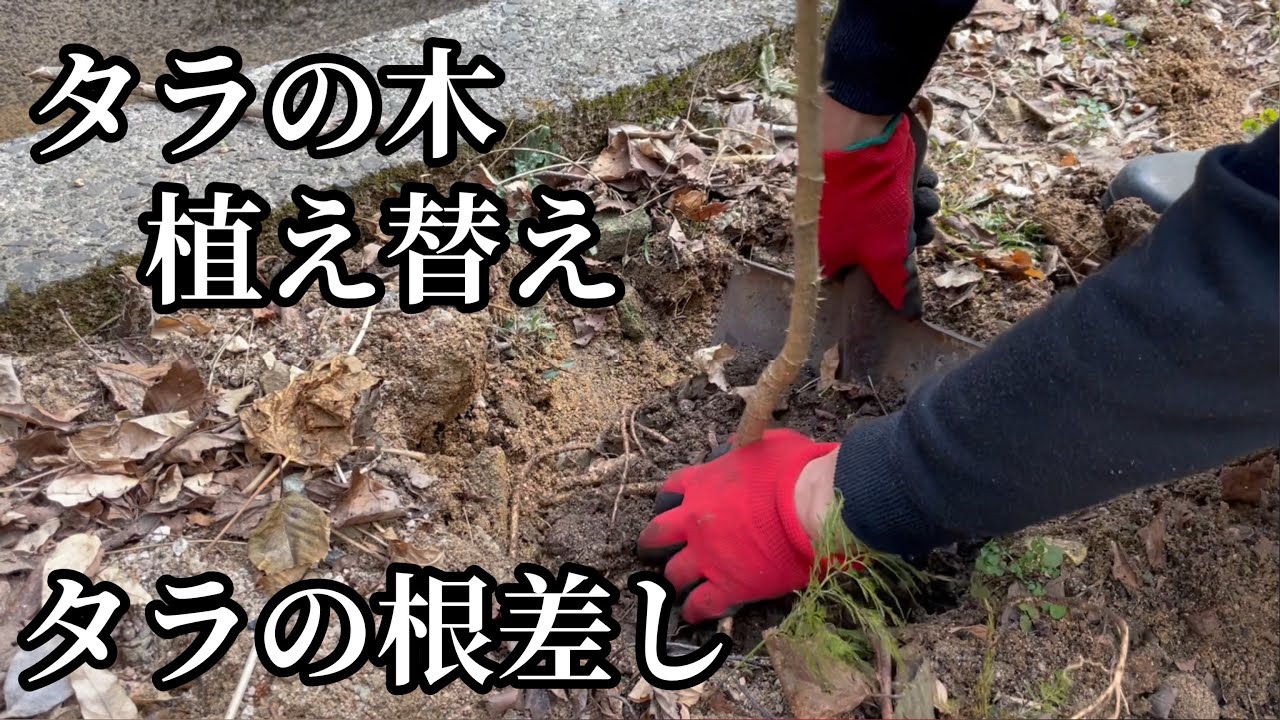 2年目タラの木の植え替えと掘り起こしたタラの根を地植えで根差しをしました Youtube