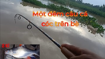Một đêm câu cá cóc trên bè đụng độ cá cóc khủng kéo sướng tay