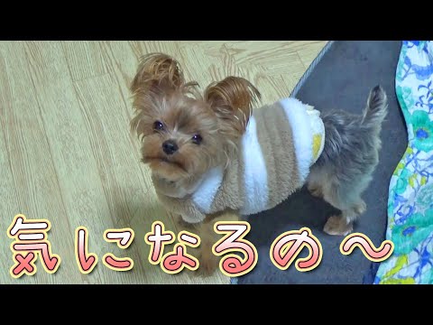 【ヨークシャテリア】何の匂い⁈人間にはわらない匂いが気になるヨークシャテリア【Yorkshire Terrier】