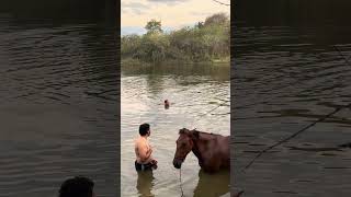 Banhando Os Cavalos No Açude