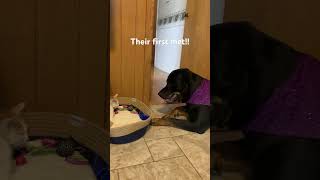 Dog and kitty’s first met! #dog #cat #rottweiler