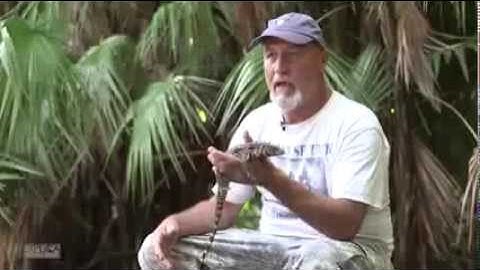 The Python Invasion: Tegus