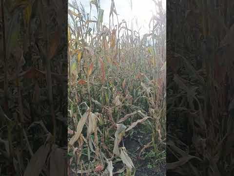 Не смогли убрать кукурузу #новосибирскаяобласть #природасибири #сибирь
