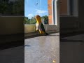 birds being idiots