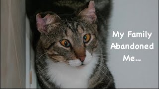 How Stray Cats Found Their Forever Homes : Doofus the Cat