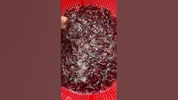 Cá lóc bông giống 0909 77 0509