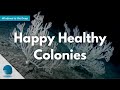 Windows to the Deep: Happy Healthy Colonies