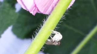 White spider eating a fly