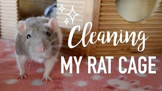 How I Clean My Rat Cage