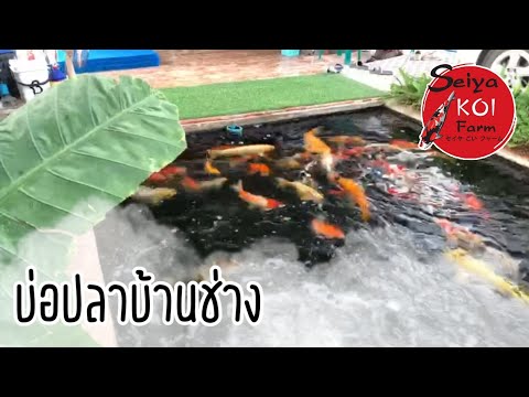 บ่อปลาบ้านช่าง | รับทำบ่อปลาคราฟเชียงใหม่