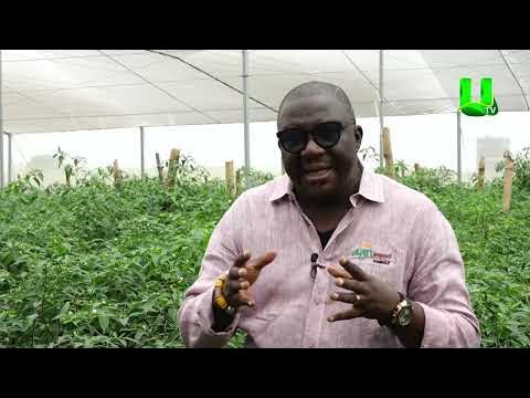 AYEKOO: NET HOUSE FARMING