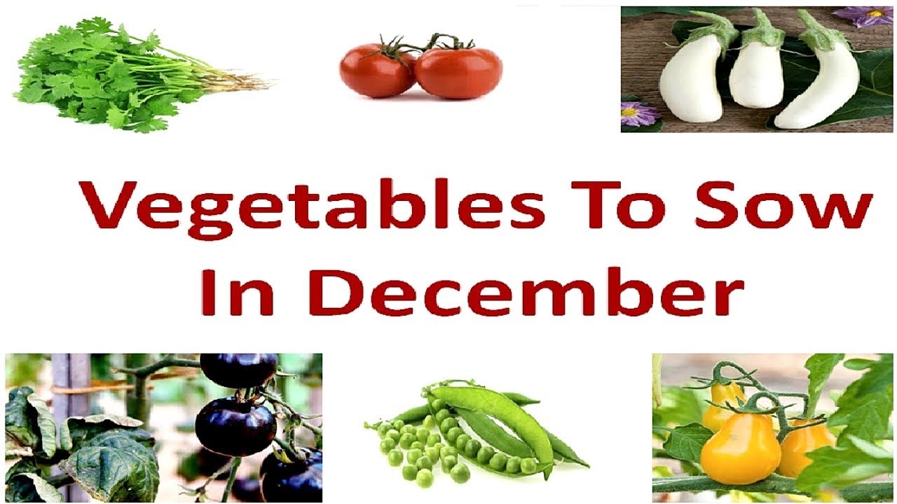 Vegetables To Grow In DECEMBER ! Vegetables to sow in December!! - YouTube