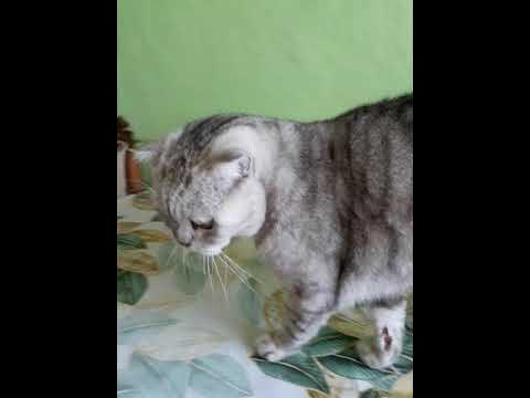 Кот проснулся #кошки #кот #котики - YouTube